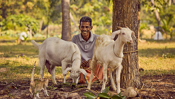 Farm goats with shepherd at beach resort Kerala